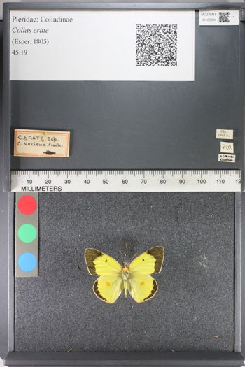 Media type: image;   Entomology 125284